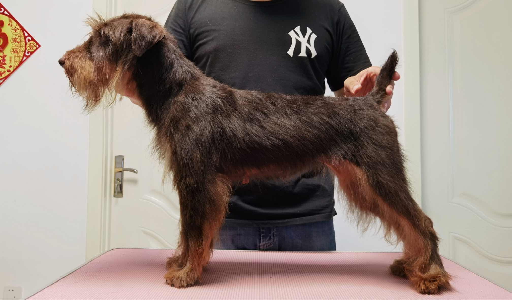 德国猎梗今年最大活动