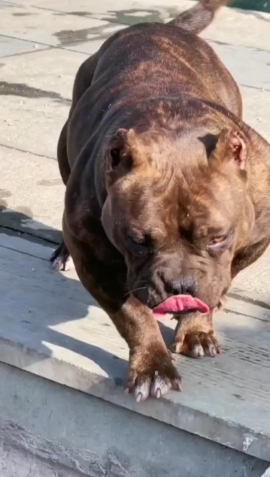 以配虎皮男孩孙女 - 恶霸犬交易 - 猛犬俱乐部-中国具有影响力的猛犬