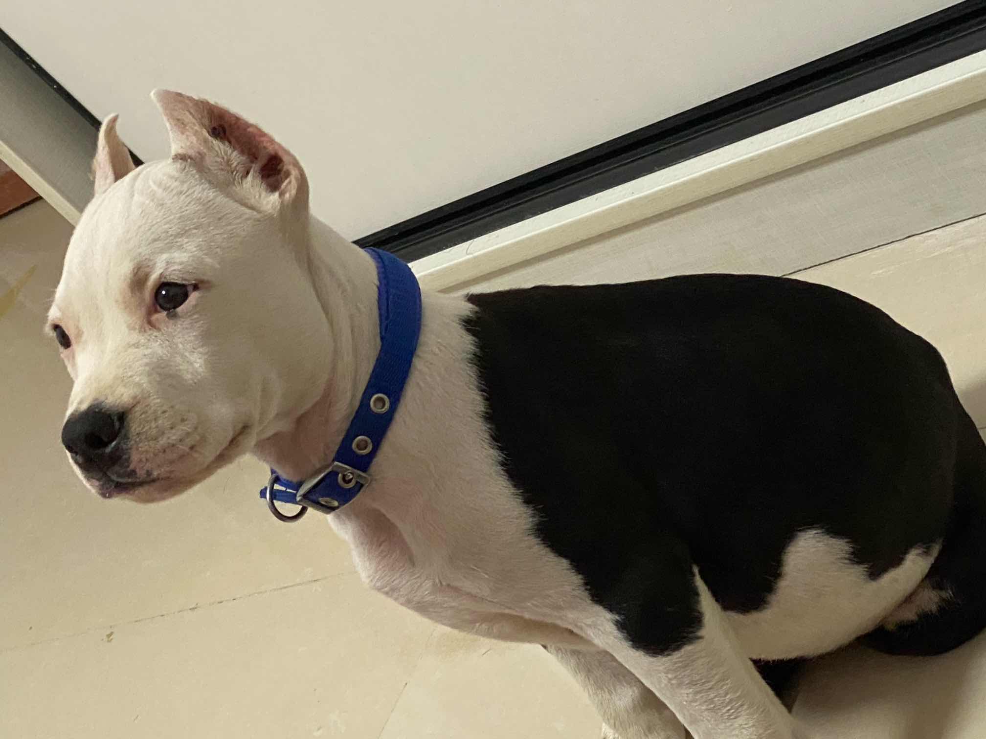 含泪转手一只黑白头斯塔福小公,3个半月.