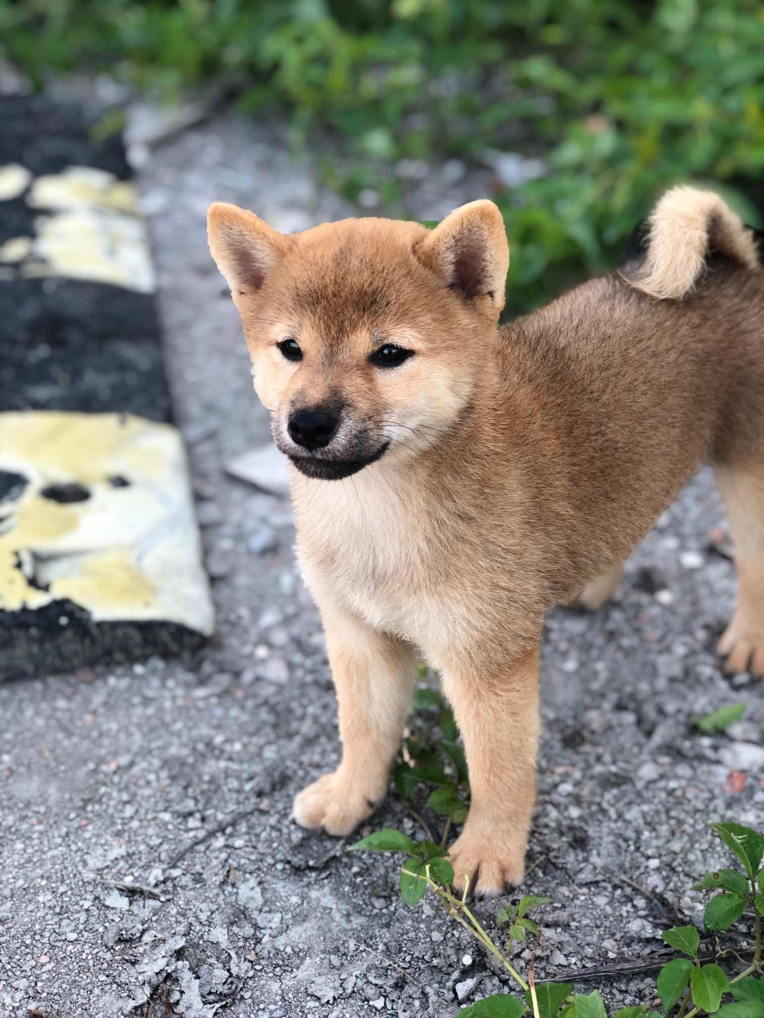 成年豆柴犬图片大全图片