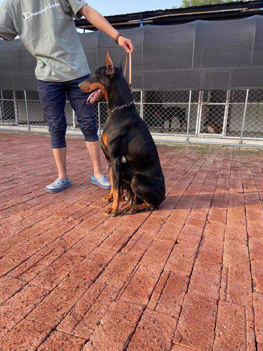 德系杜宾幼犬出售 - 杜宾犬交易 - 猛犬俱乐部-中国具有影响力的猛犬