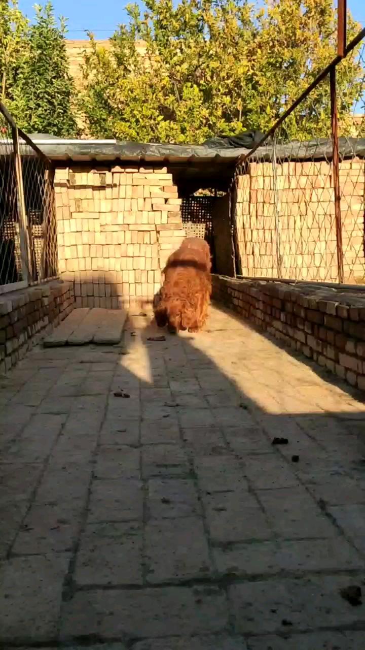 爱尔兰红雪达犬出售幼犬大的600小的300