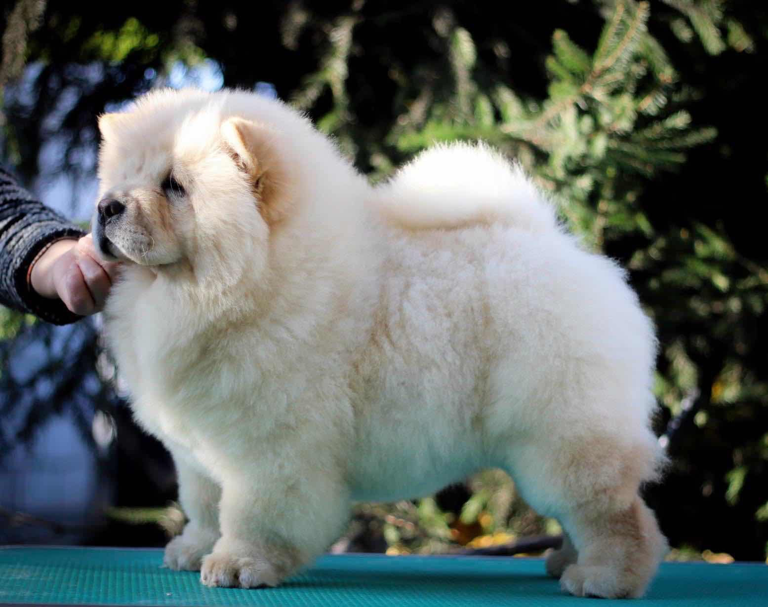 3个月大的漂亮白松狮女孩非诚勿扰!