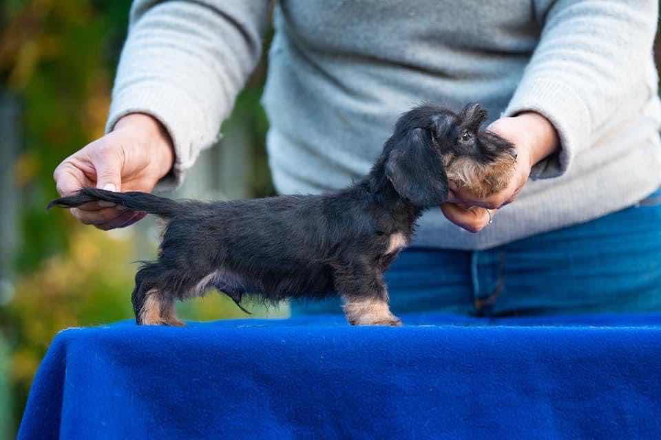 3个月大的刚毛腊肠男孩2个冠军血统!