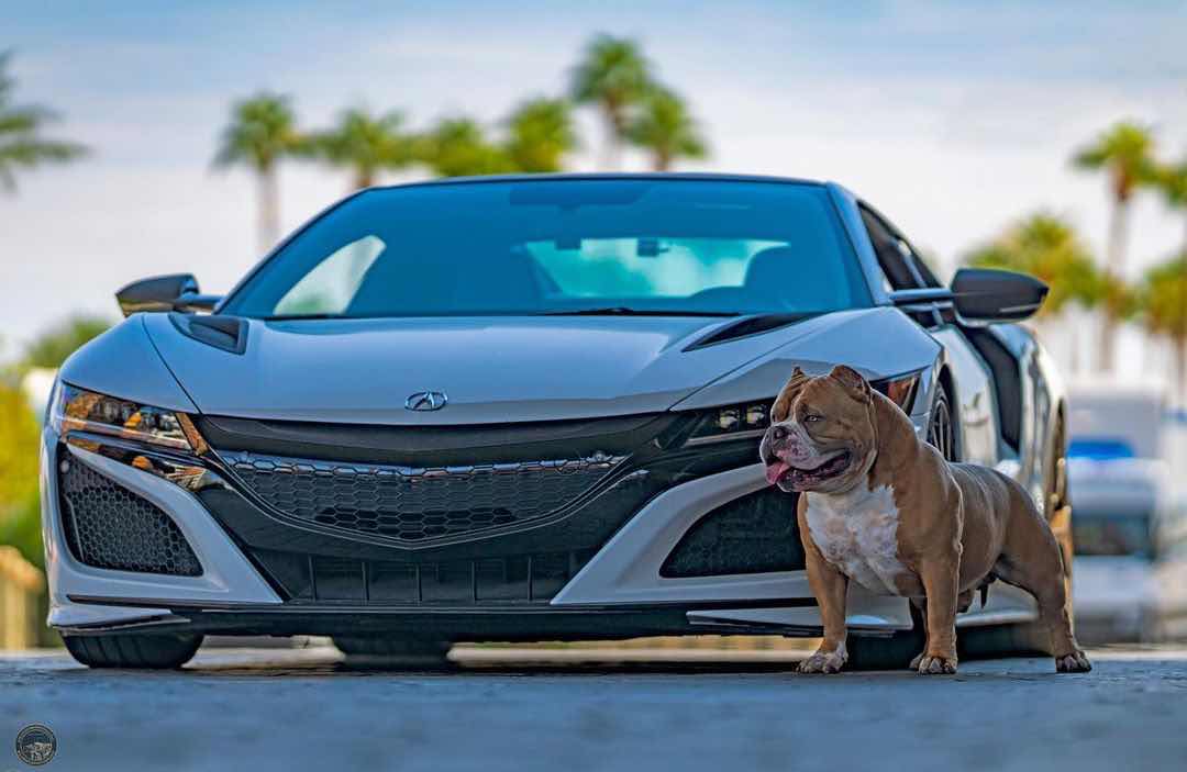 abkc美国恶霸犬赛场信息