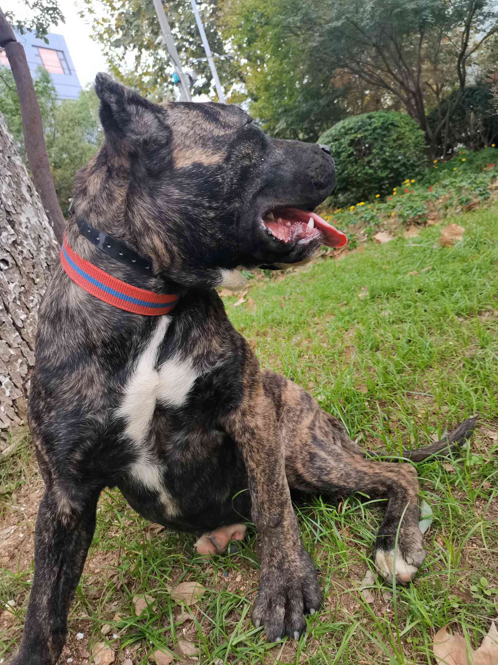 普雷萨加纳利五个多月