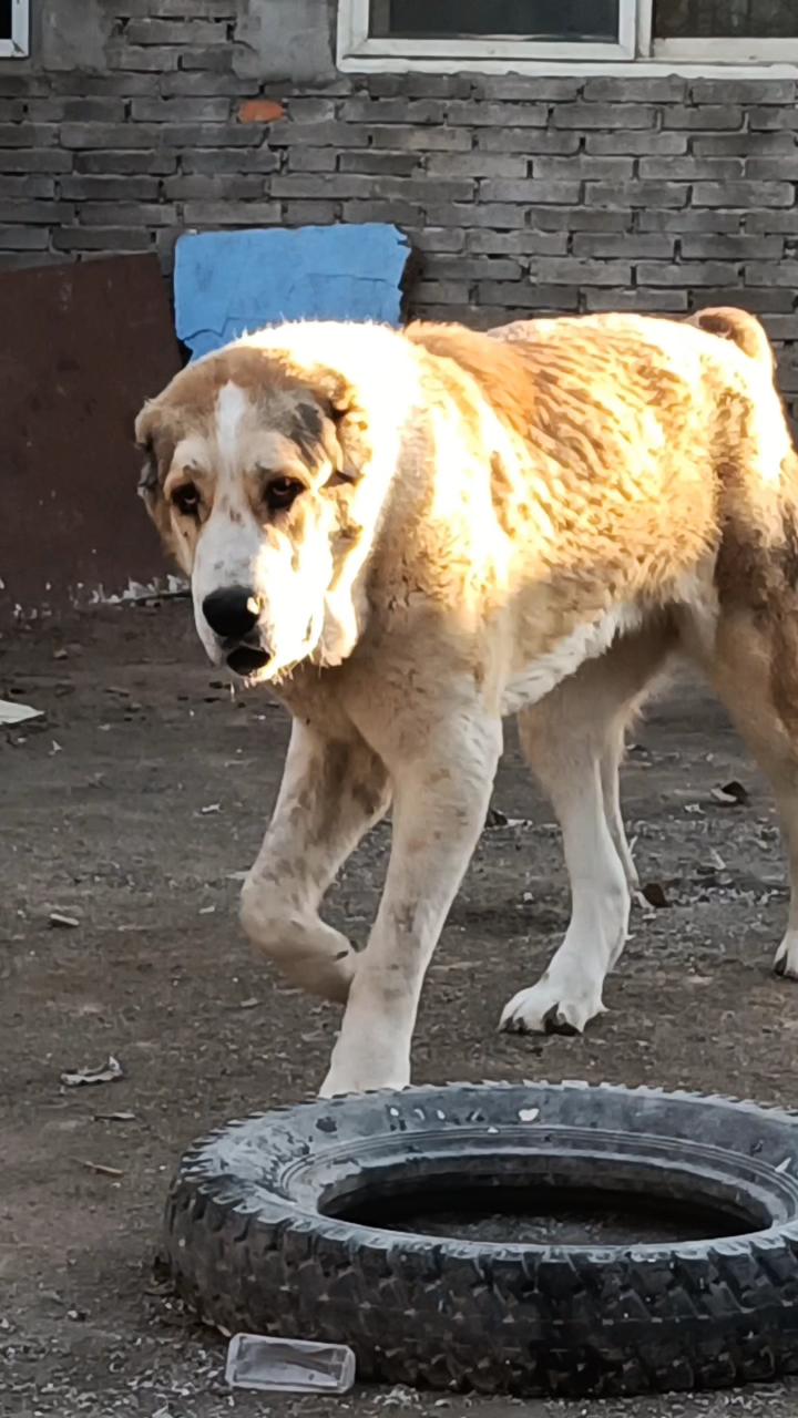 俄罗斯中亚牧羊犬小母狗来自石家庄英杰猛犬