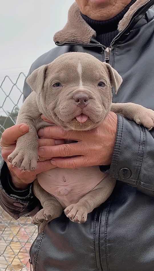 妖兽血恶霸一窝 - 恶霸犬交易 - 猛犬俱乐部-中国具有影响力的猛犬