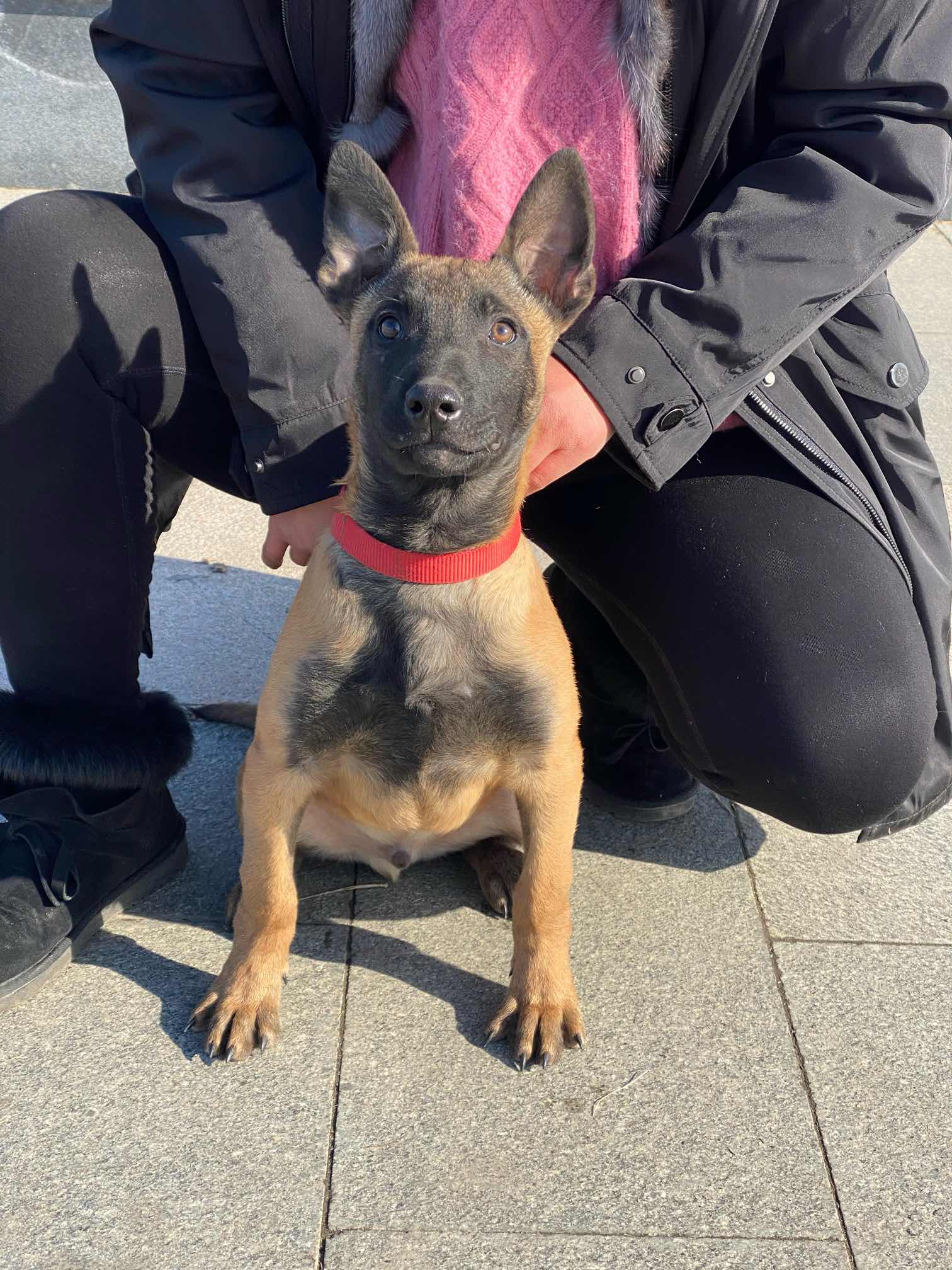 虎子,玩到现在我还是喜欢黑脸的马犬!帅气