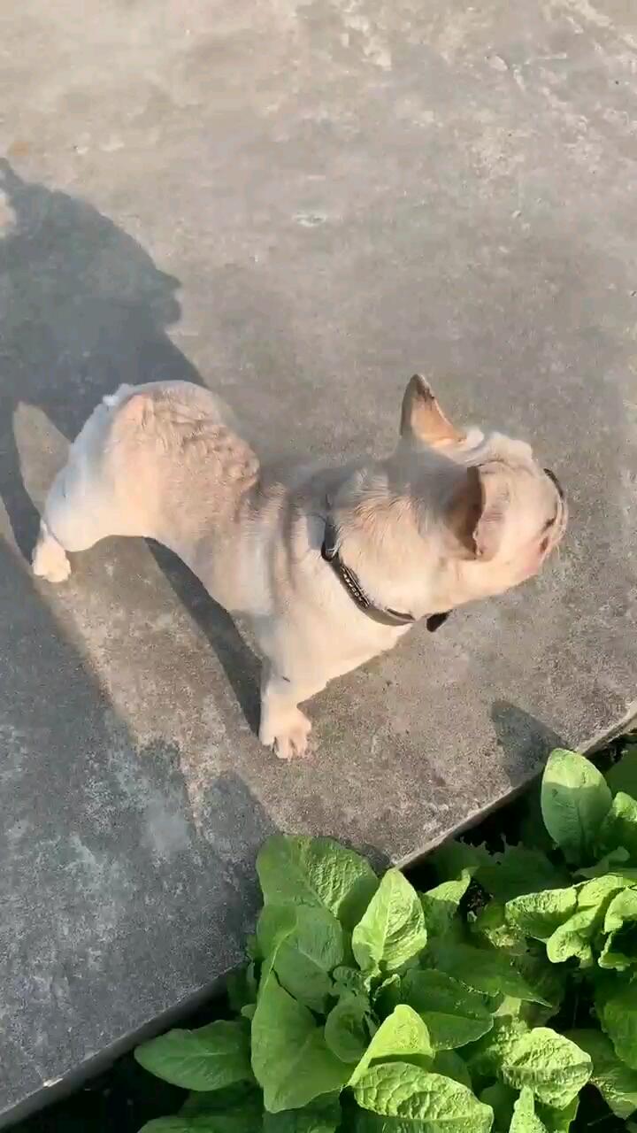 甜美法斗八个月新母发情三天小方体体型漂亮性格逗比非常适合家养喜欢