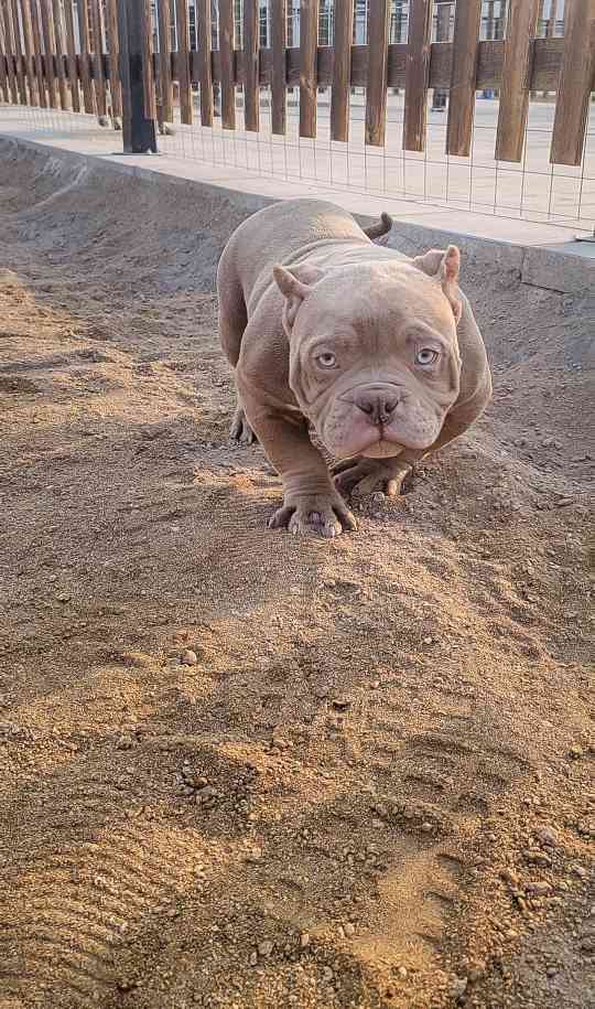 丁香色两公一母 - 恶霸犬交易 - 猛犬俱乐部-中国