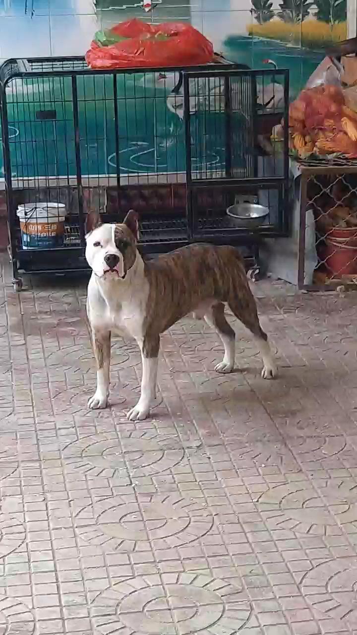 出售虎斑斯塔福公狗一只 - 斯塔福交易 - 猛犬俱乐部-中国具有影响力