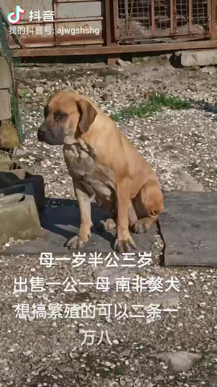 南非獒犬图片图片