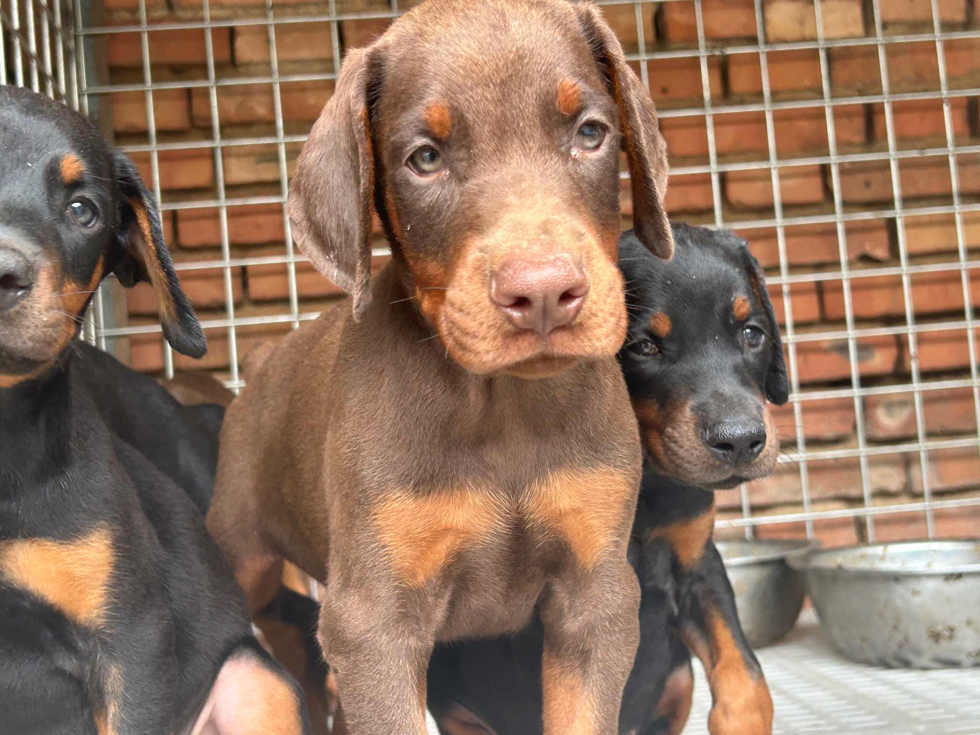 杜宾幼犬