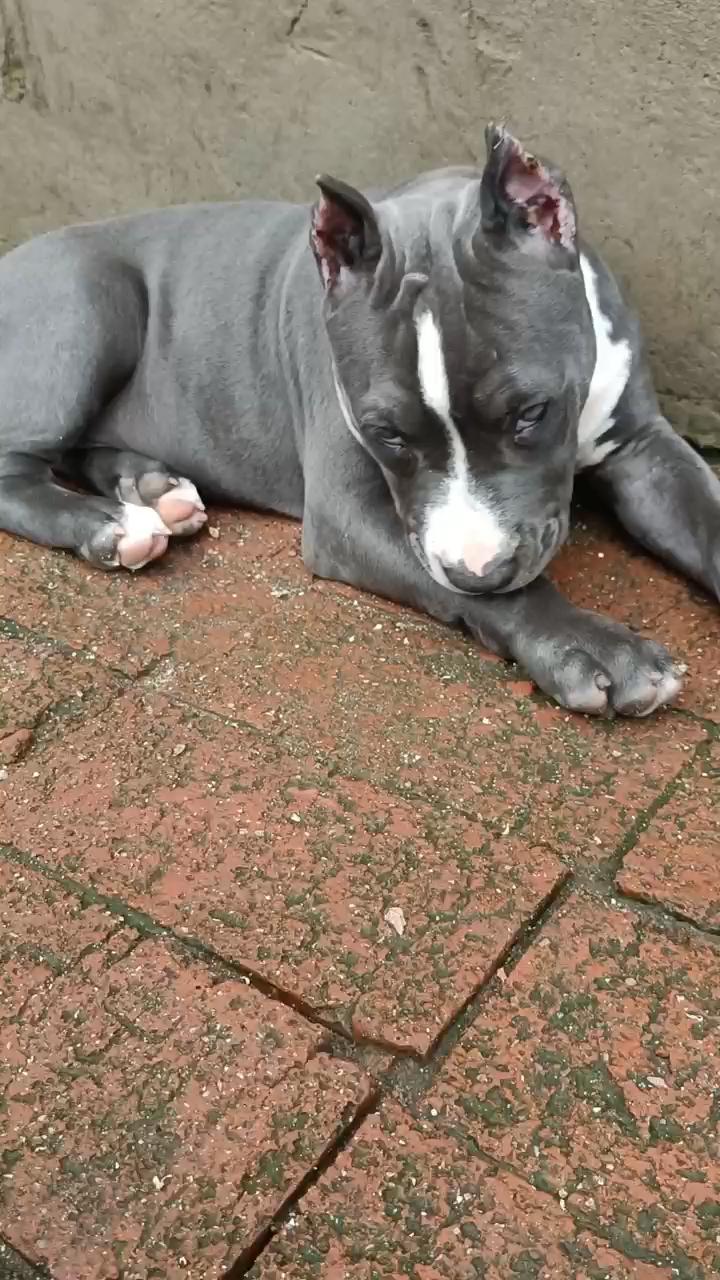 纯种蓝白色美国斯塔福小母,20张 - 斯塔福交易 - 猛犬俱乐部-中国具有