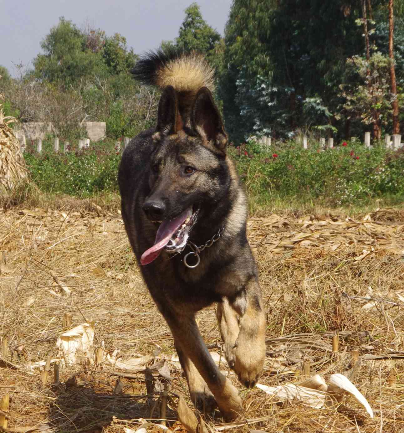 昆明犬狼青品系图片