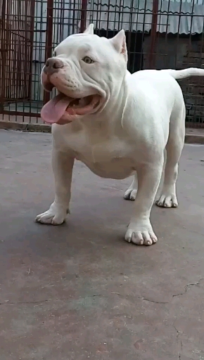 有喜欢纯白色恶霸小公的吗