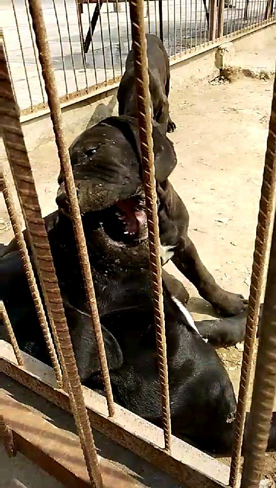 黑龙血配锦鹰血纯血统土佐小黑母