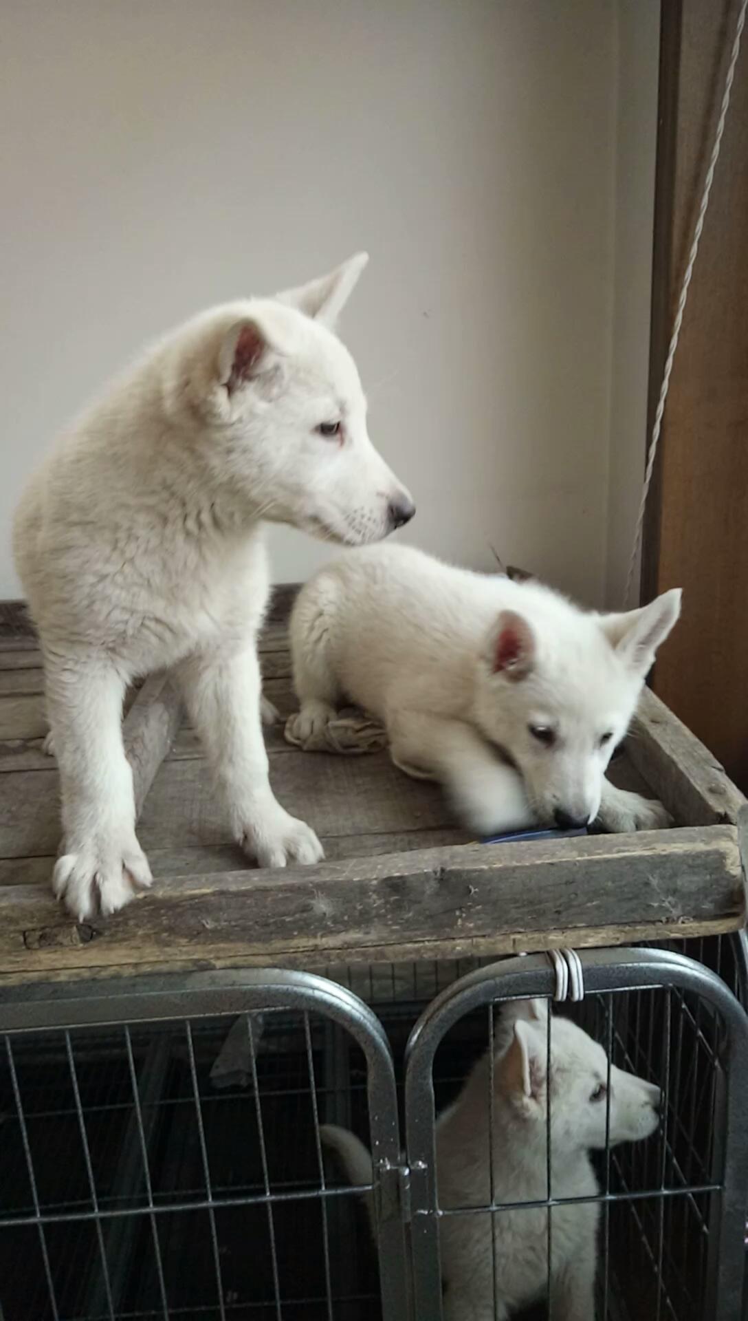 白德牧瑞士牧羊犬