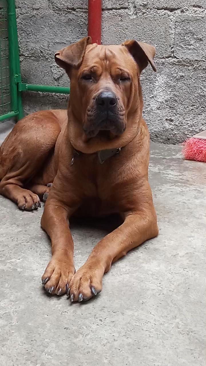 听话会看家,生过一窝,本人由于没时间打理 - 土佐犬交易 - 猛犬俱乐部