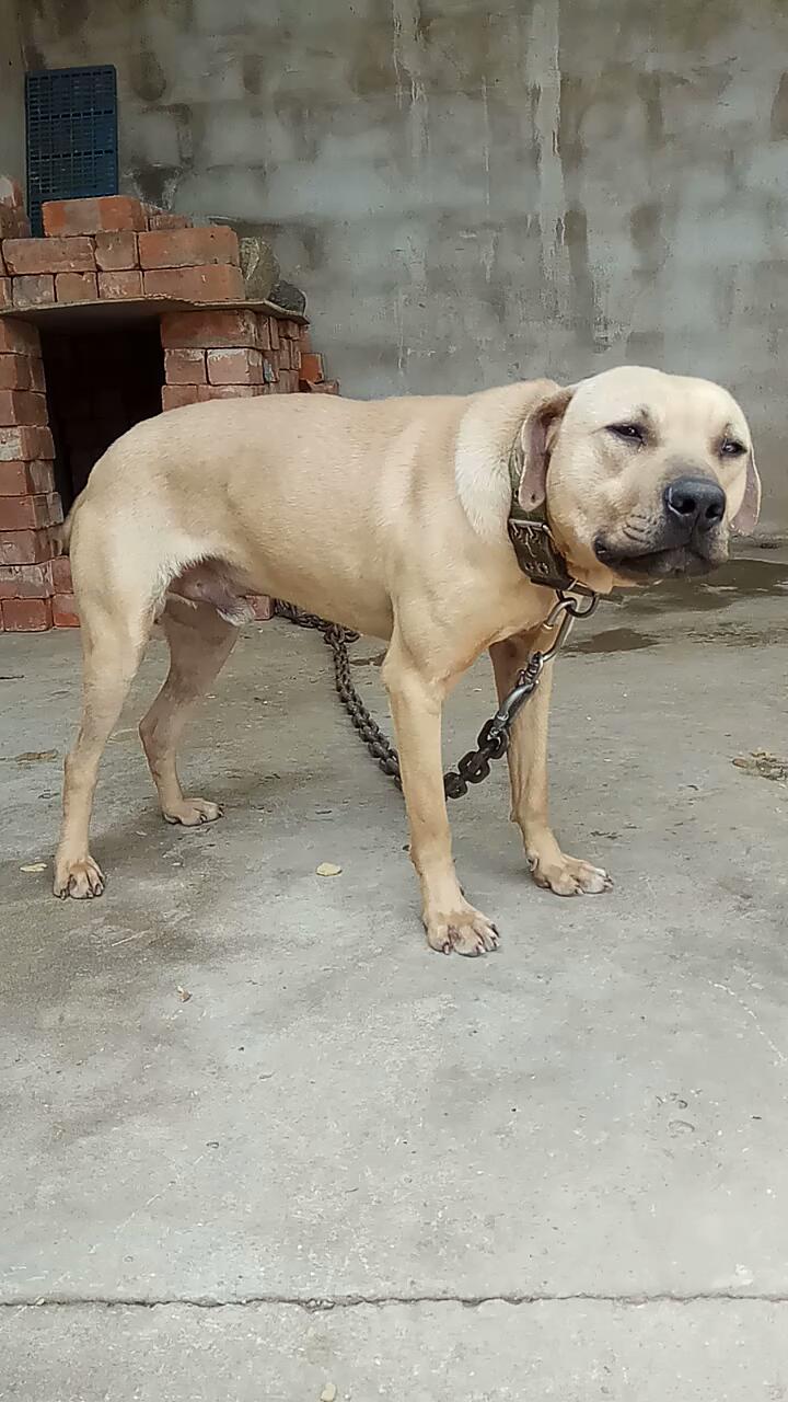 出售比特犬要的微电15501411789