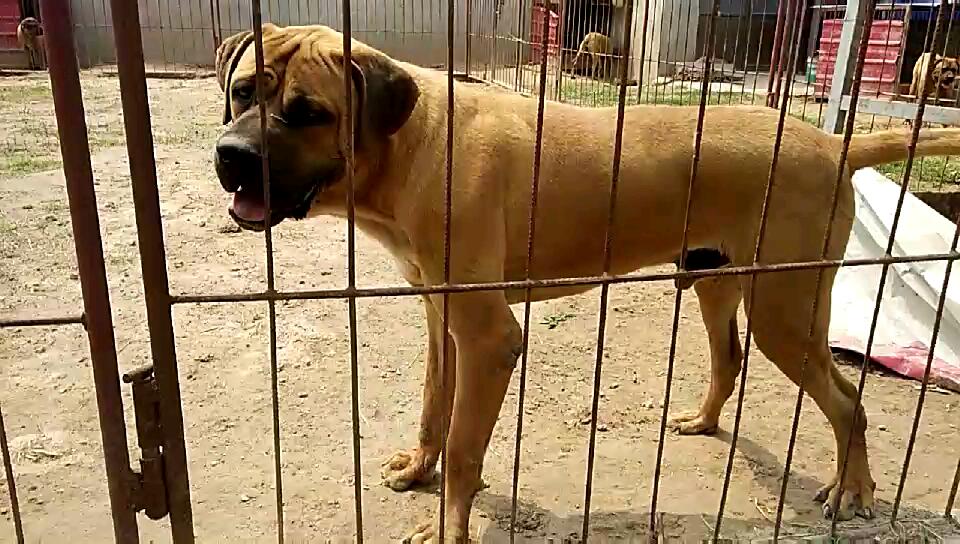 出售100%纯血统土佐 - 土佐犬交易 - 猛犬俱乐部-中国具有影响力的