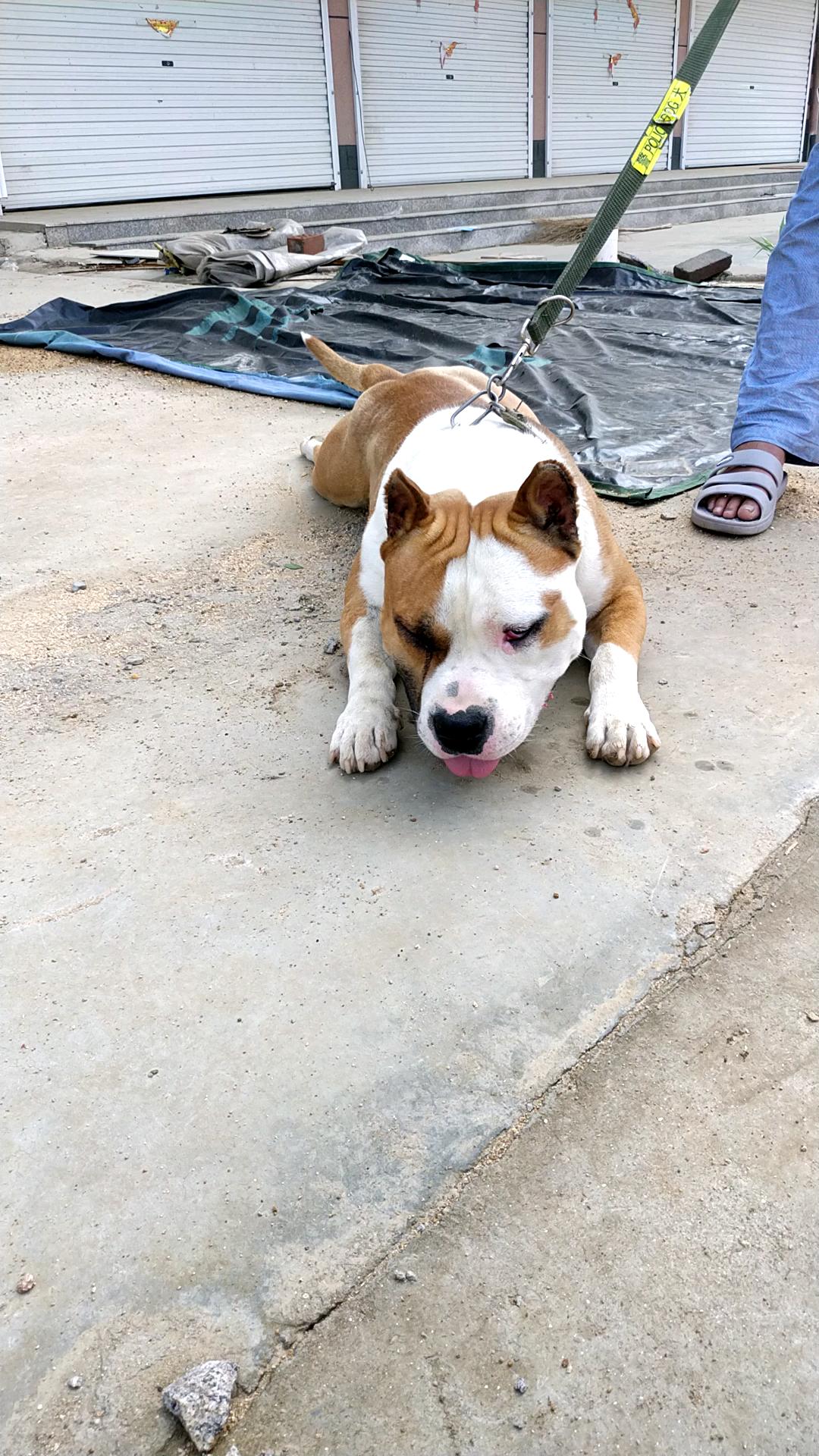 丝塔芙种公一条2800喜欢加微信15251278808