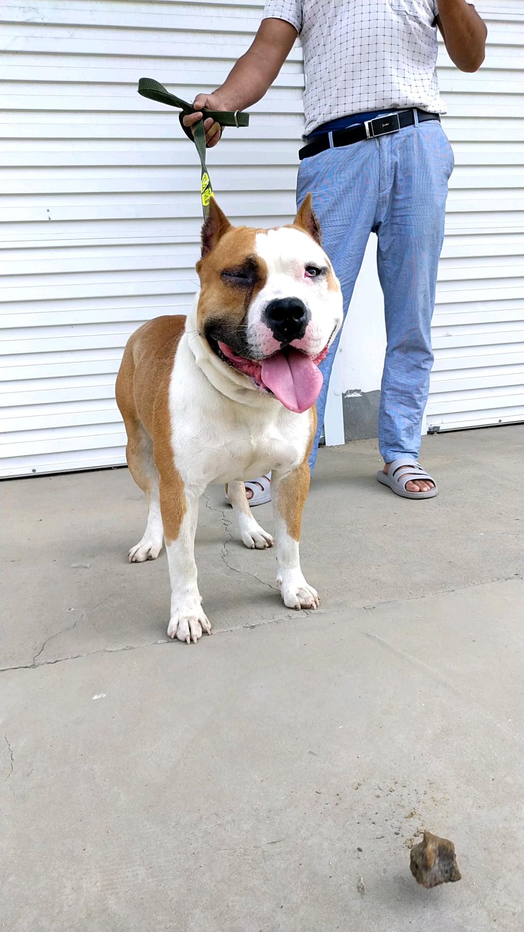 丝塔芙种公一条2800喜欢加微信15251278808